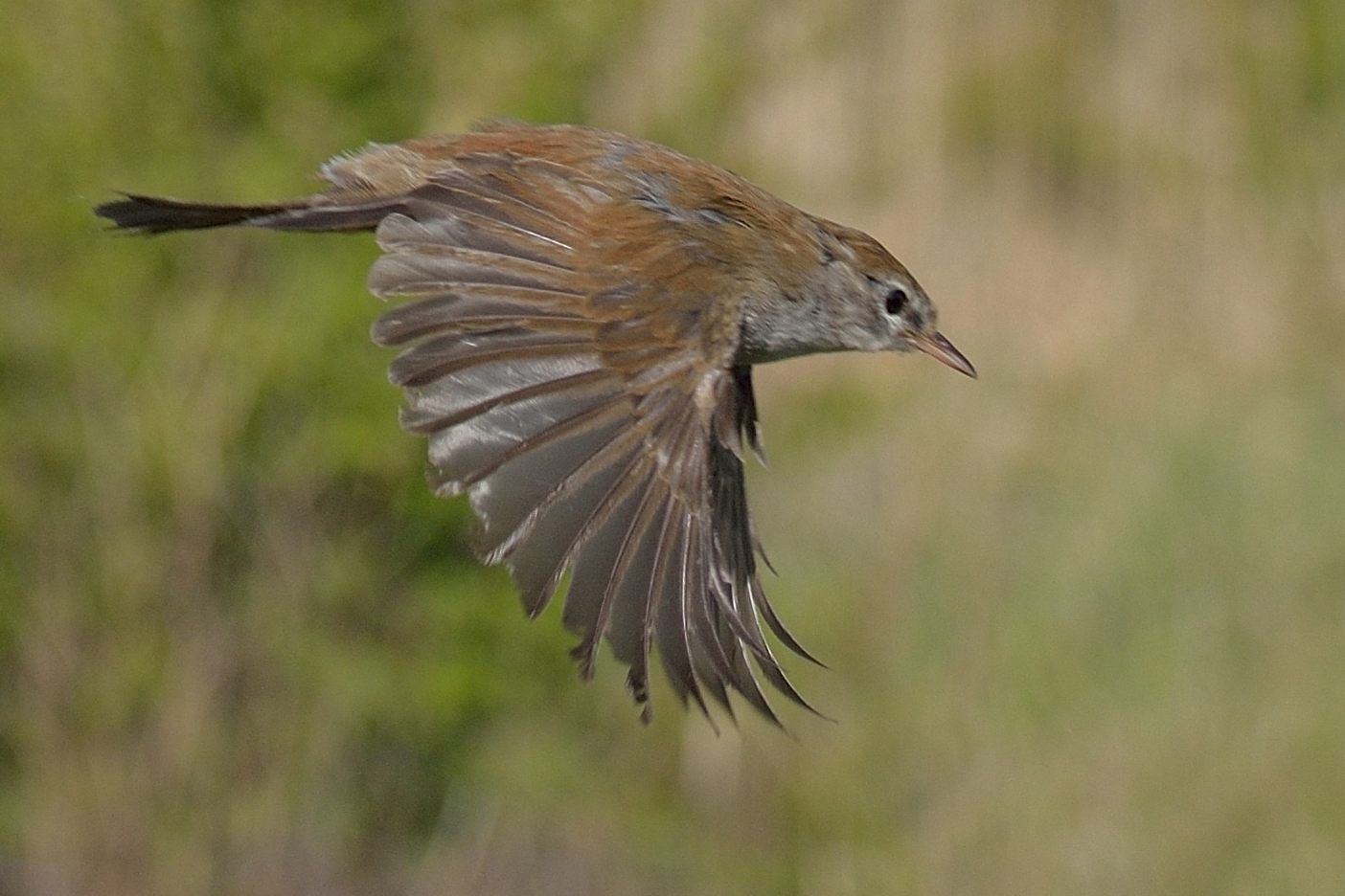 Bouscarle de Cetti (Cetti's warbler, Cettia cetti), adulte au vol, Réserve Naturelle de Mont-Bernanchon, Hauts de France.